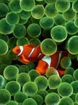 pic for Clown Fish 